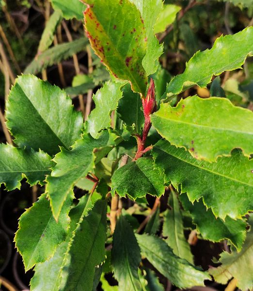 Photinia 'Crunchy' na kmienku 